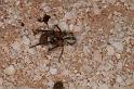 Phryganoporus_canididus_D3611_Z_86_Hamelin pool_Australie